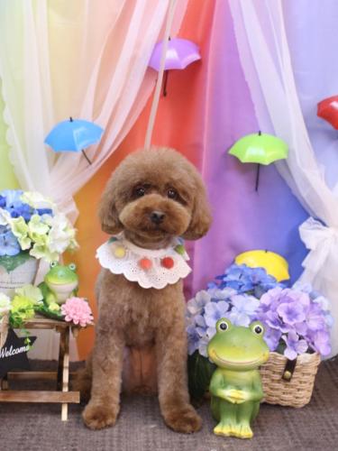 20230614きなこちゃん